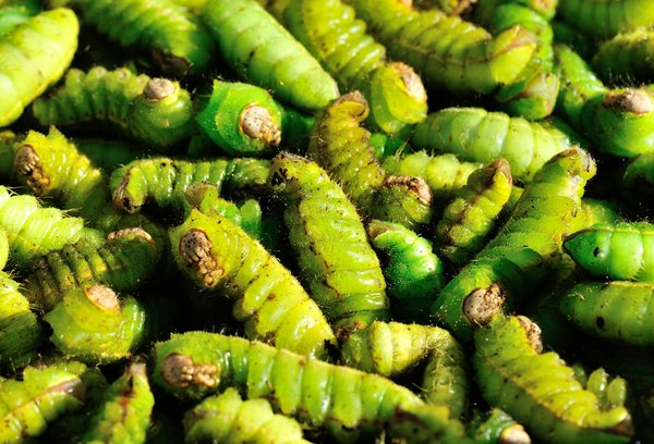 Comment découvrir les traditions de la sériciculture en Chine : lieux et ateliers recommandés ?